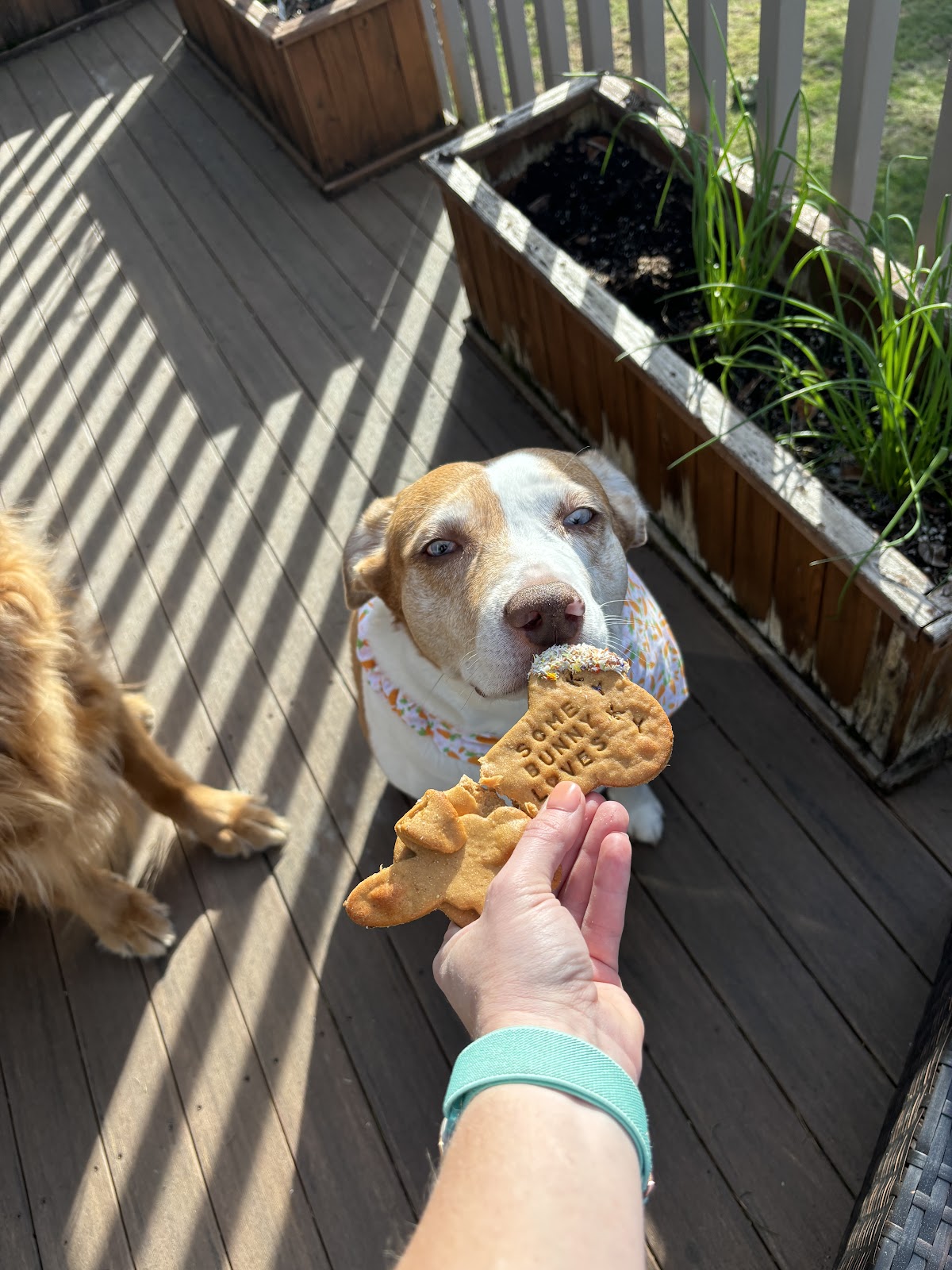 Photo of 2 Pawz Up Barkery