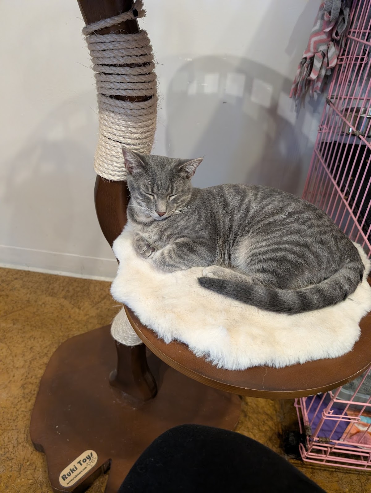 Photo of Mauhaus Cat Cafe