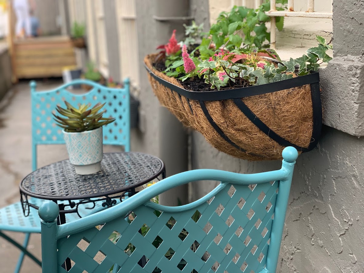 Whiskers Cat Cafe and Coffeehouse interior
