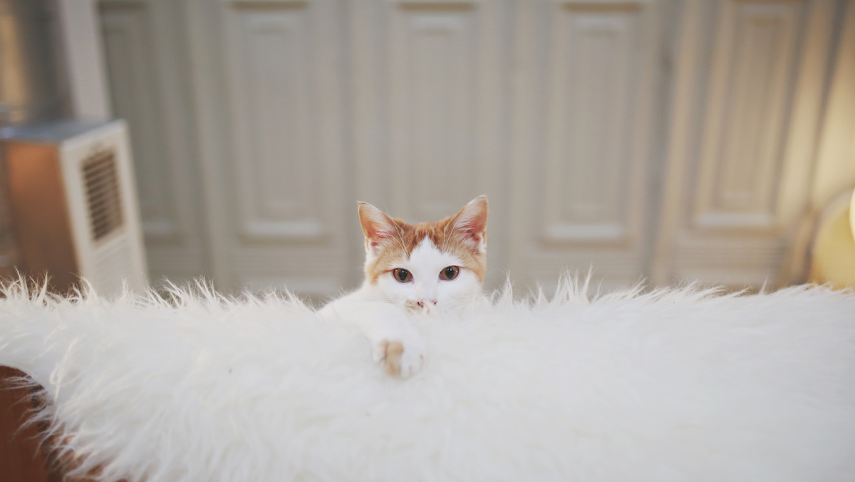 Photo of Whiskers Cat Cafe and Coffeehouse