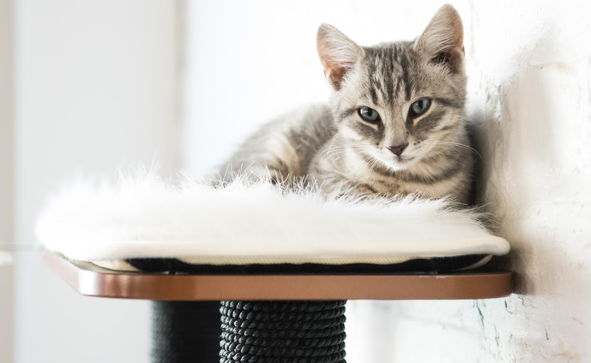 Photo of Pounce Cat Cafe and Wine Bar