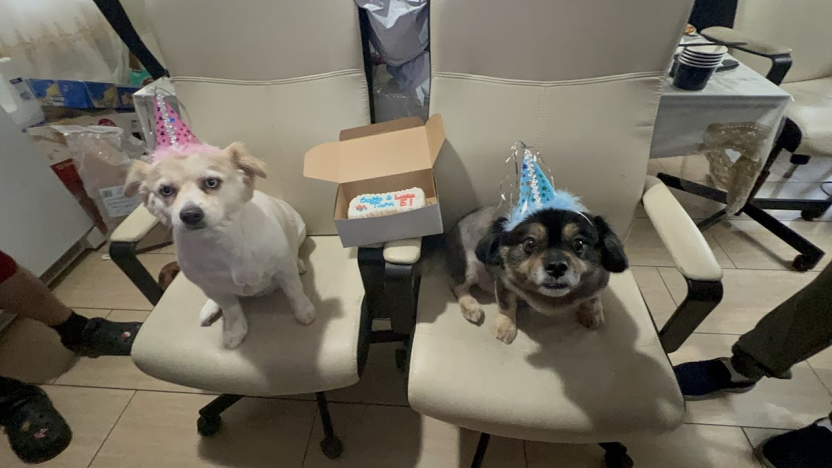 Photo of Redondo Dog