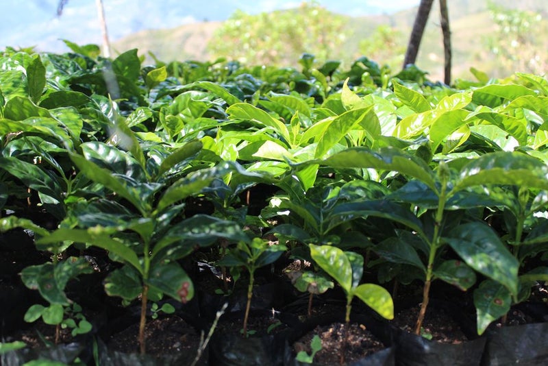 Photo of Bravado Coffee Roasters