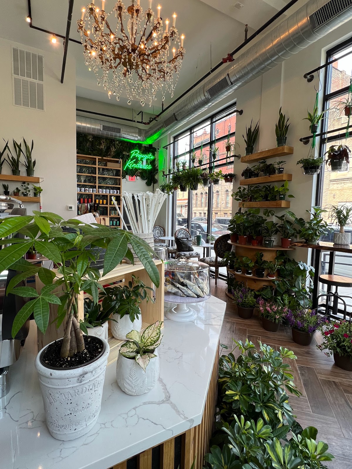 The Ground Coffee, Plants & Gifts interior