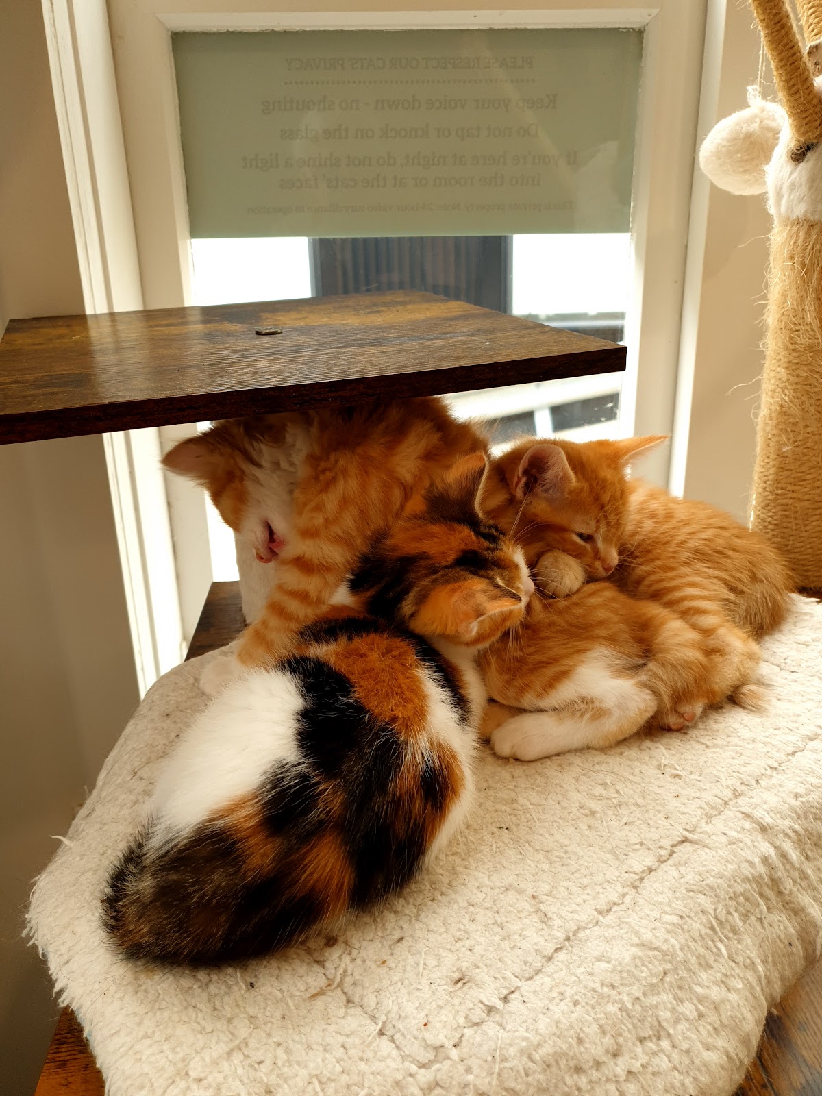 Photo of Purrs and Beans