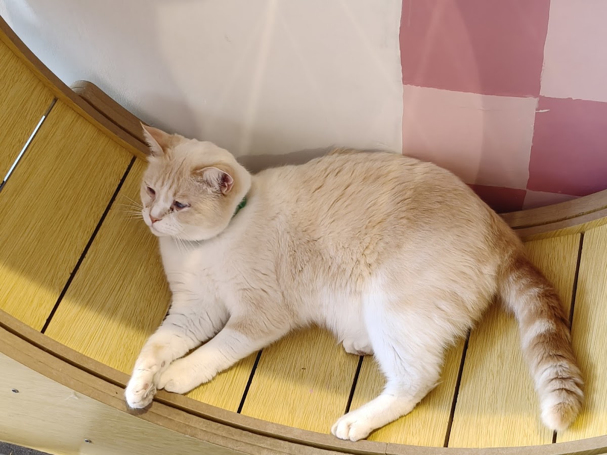 Cat Castle Cat Cafe interior