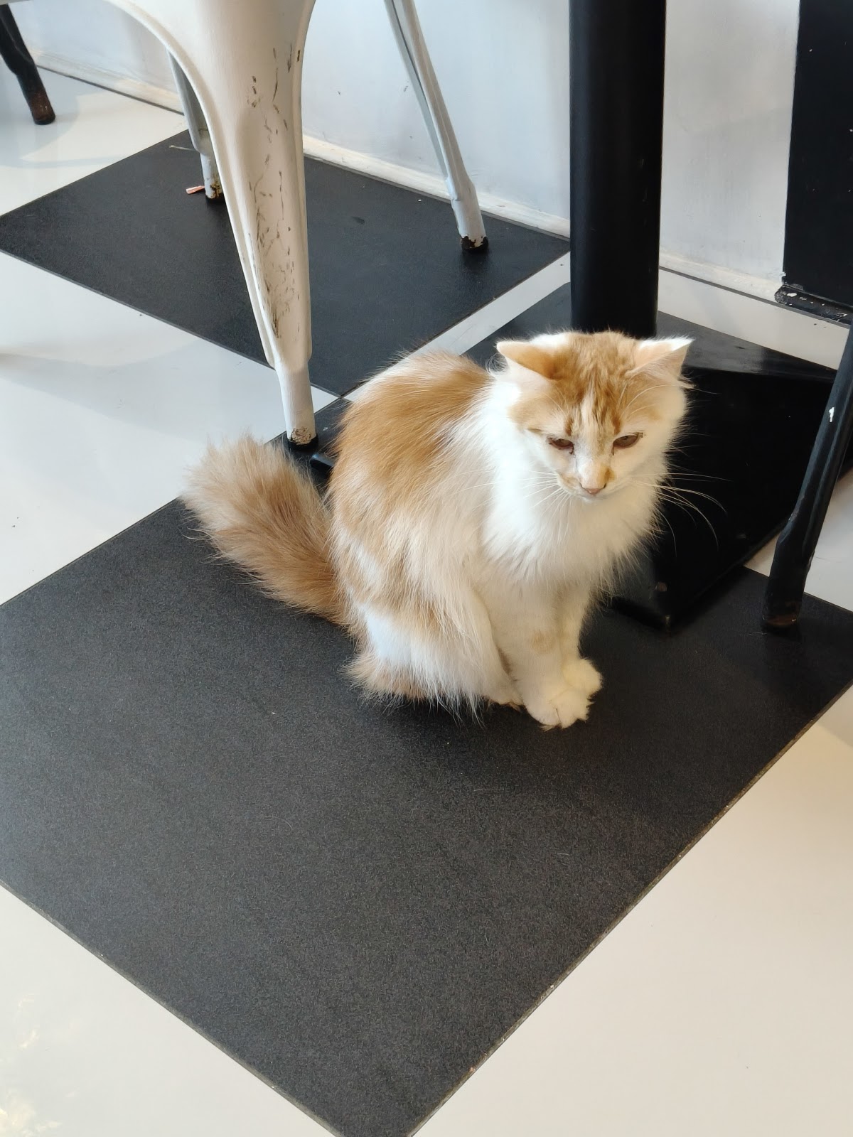 Photo of Cat Castle Cat Cafe