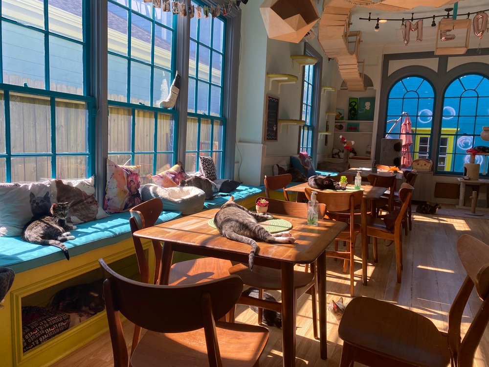 El Gato Coffeehouse interior