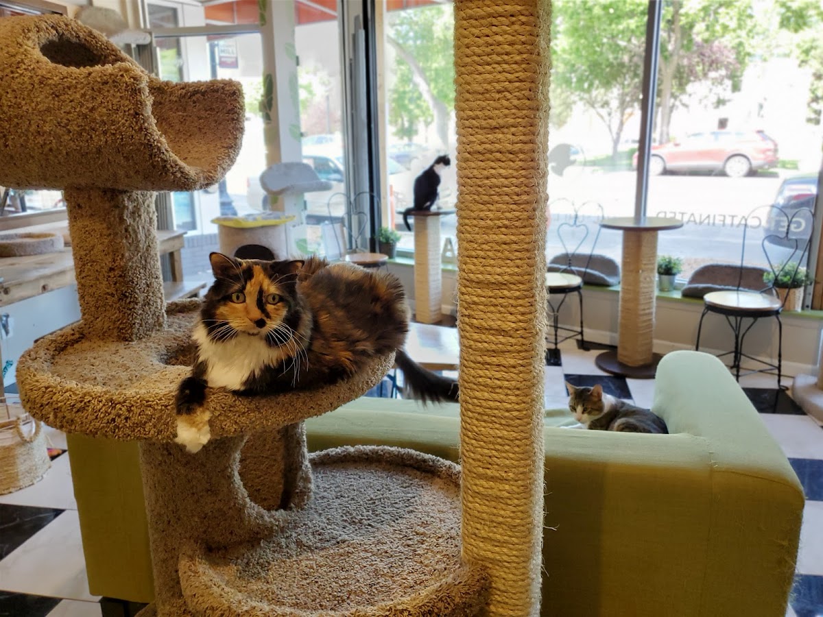 The Cafe Meow interior