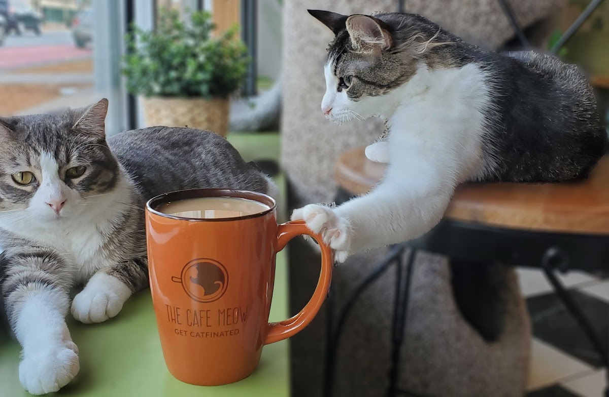 Photo of The Cafe Meow
