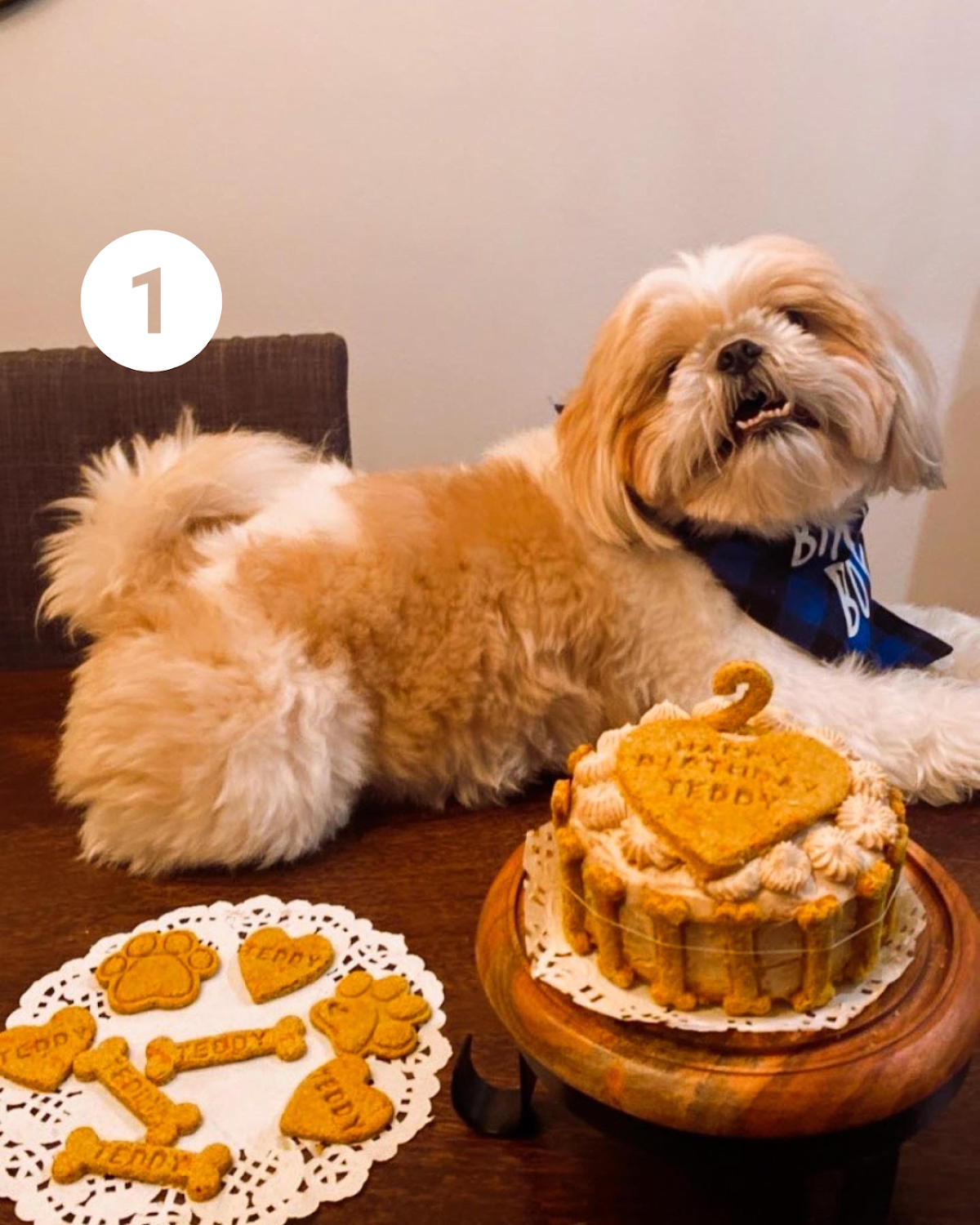 Patitas Gourmet - Natural Dog Bakery interior