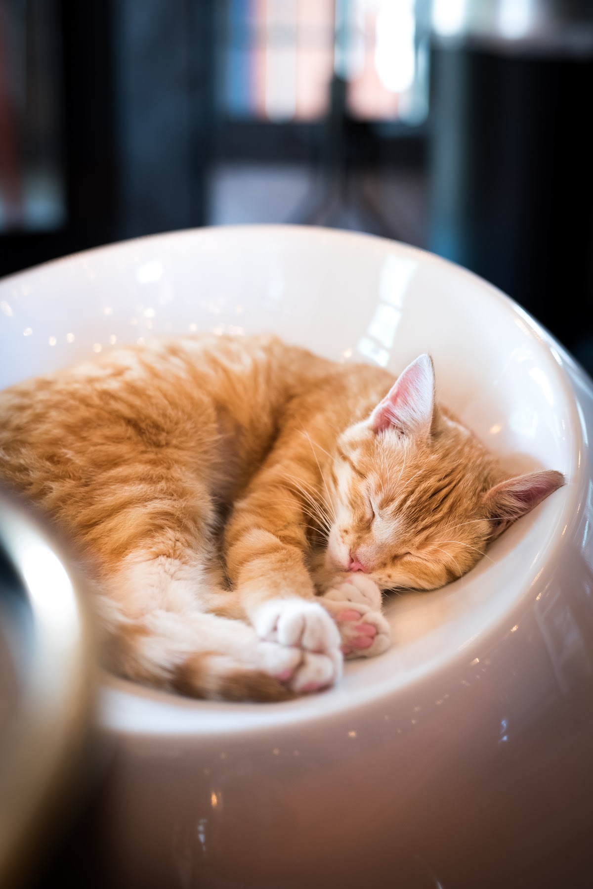 Photo of Mac Tabby Cat Cafe
