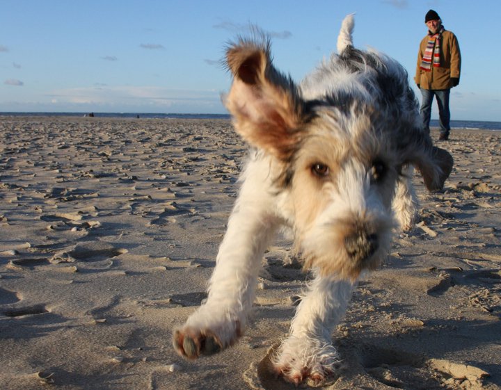 Happy Dog Walks interior
