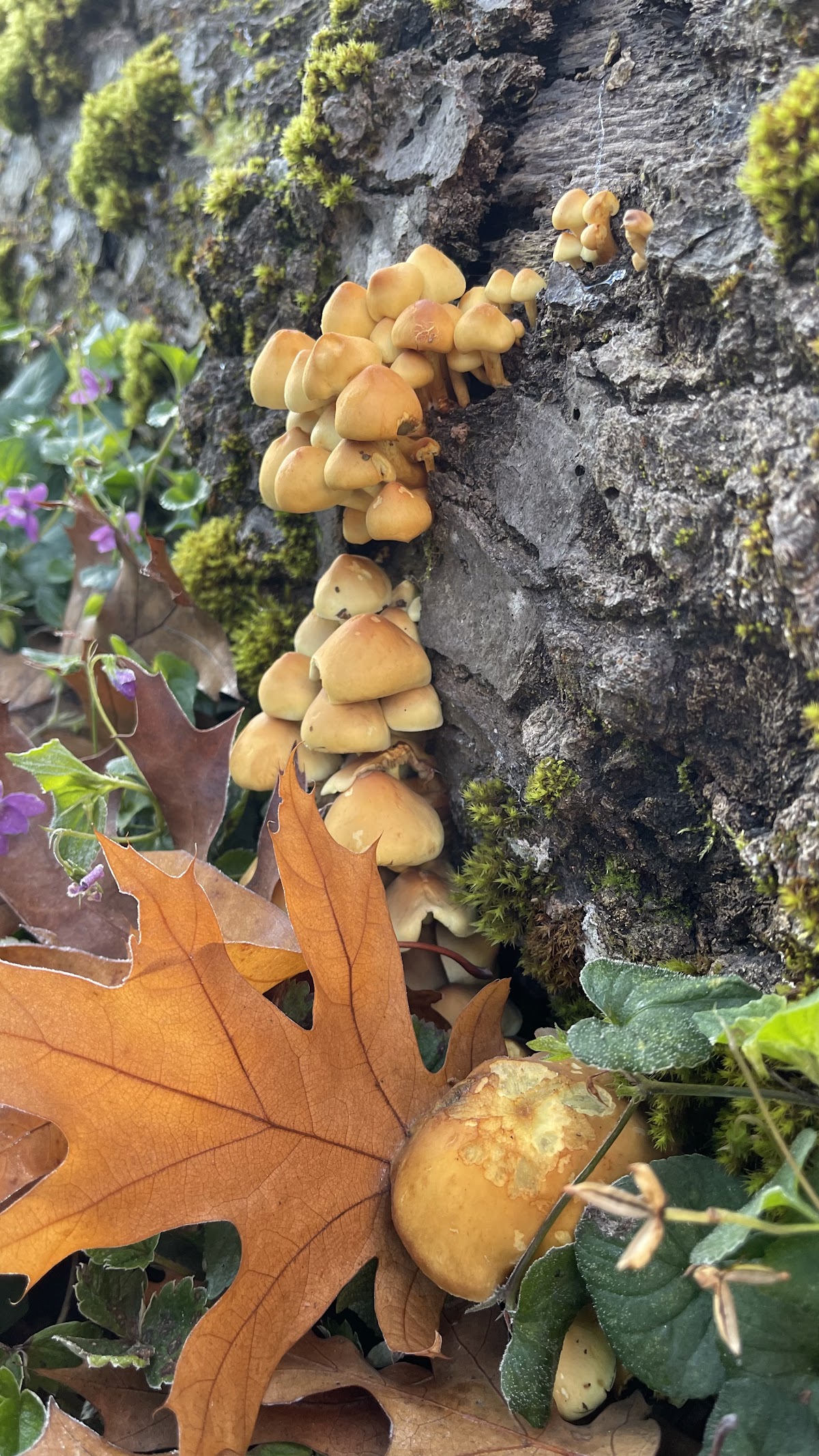 Photo of PNW Cafe