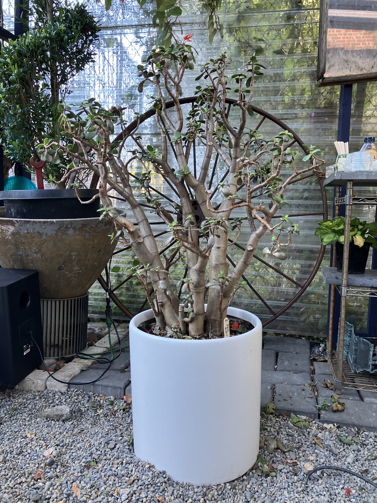 Photo of Red Hook Secret Garden