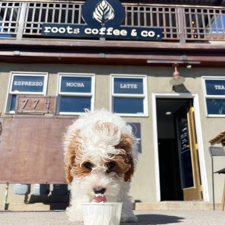 Roots Coffee Salt Lake City interior