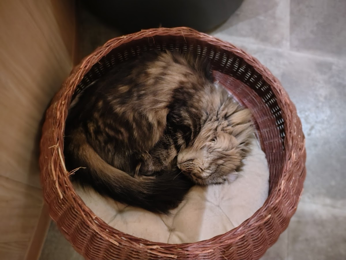 Photo of Cat Cafe MOCHA Lounge Shinjuku