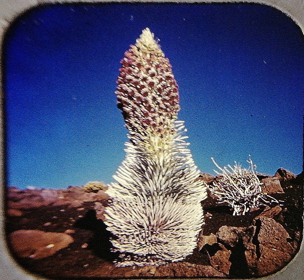 Silversword Cafe interior