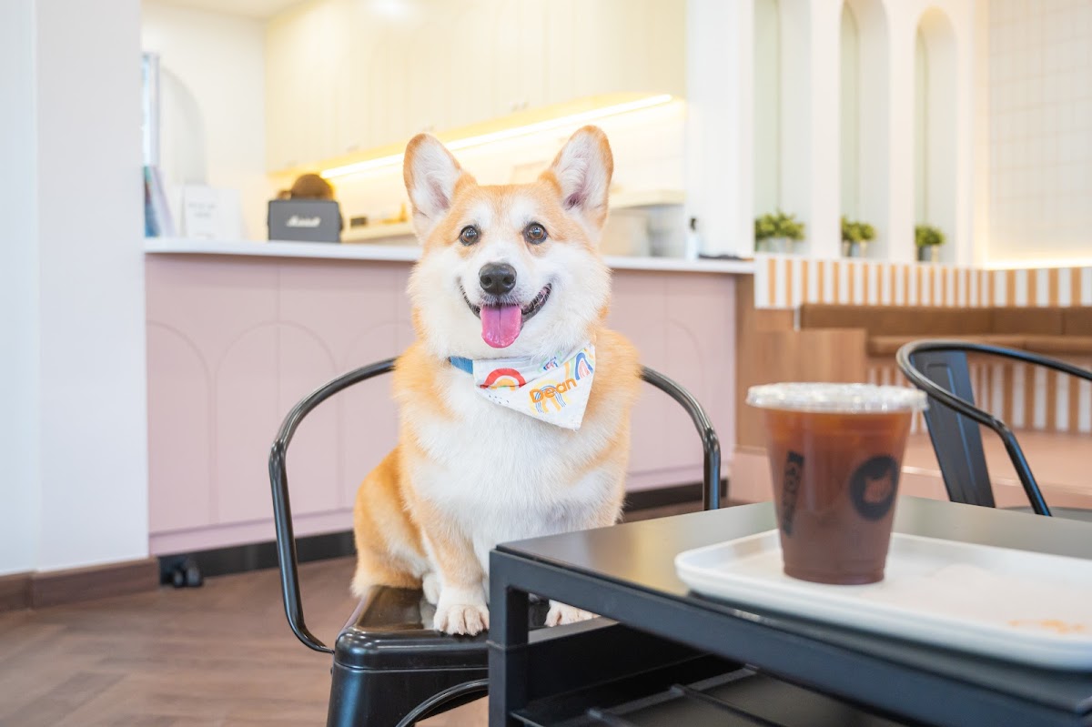 CORGI IN THE GARDEN interior
