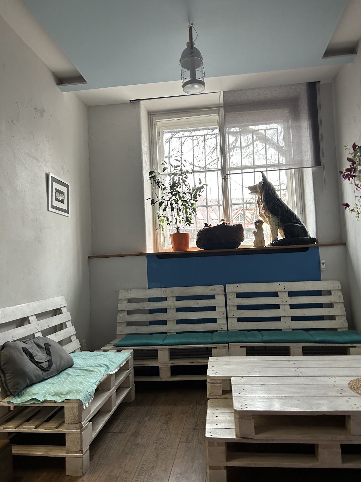 Photo of Punta's Dog-themed Sweet Shop