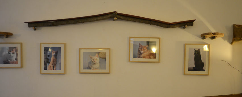 Photo of Cafe Neko
