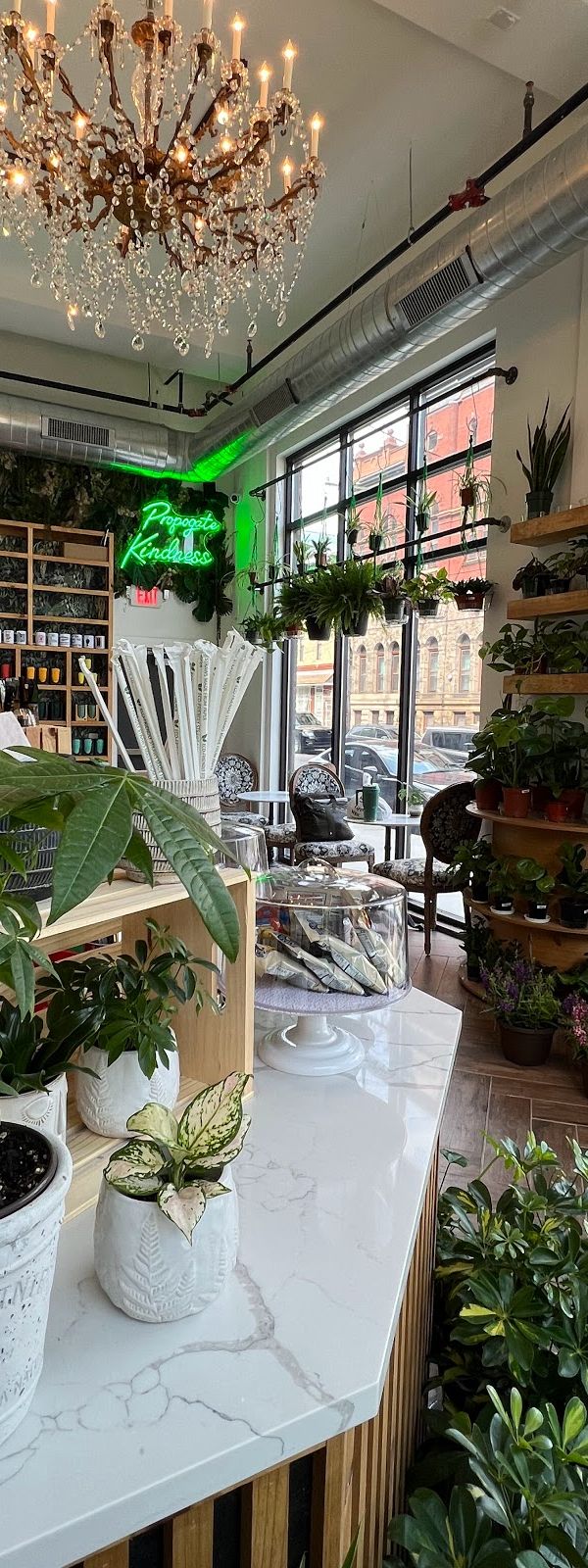 The Ground Coffee, Plants & Gifts interior
