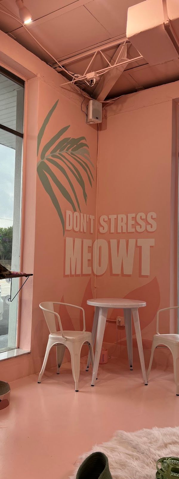 Cats and Caffeine interior