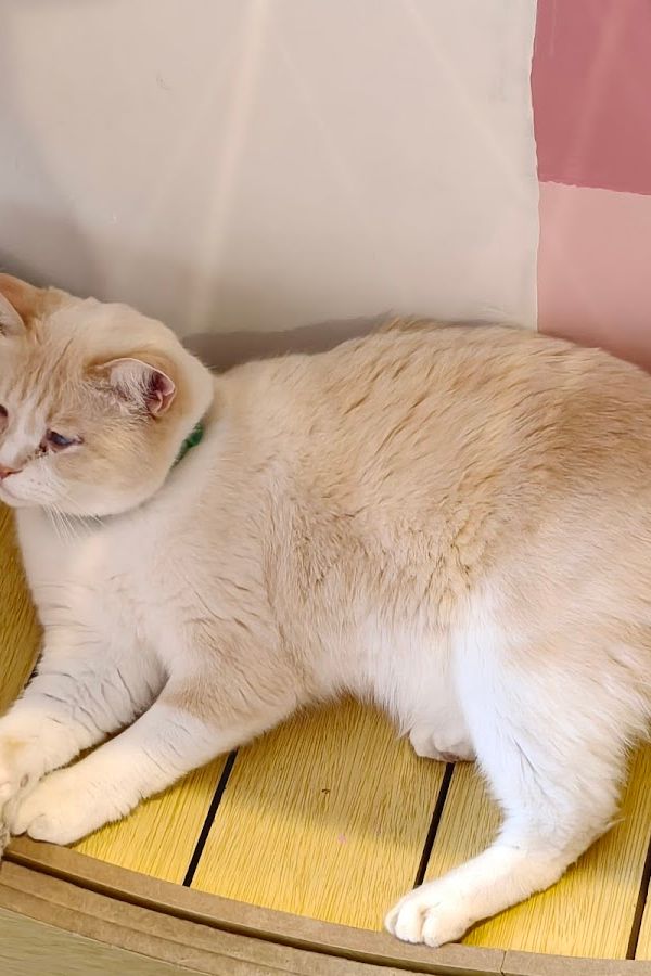 Cat Castle Cat Cafe interior