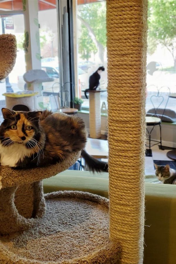 The Cafe Meow interior