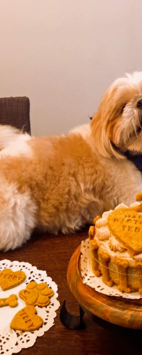 Patitas Gourmet - Natural Dog Bakery interior