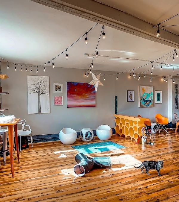 Mac Tabby Cat Cafe interior